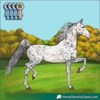 Horse Color:Buckskin Snowcap 