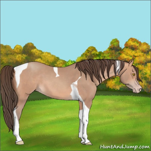 Horse Color:Amber Champagne Tobiano 