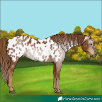 Horse Color:Gray Chestnut Near Leopard 