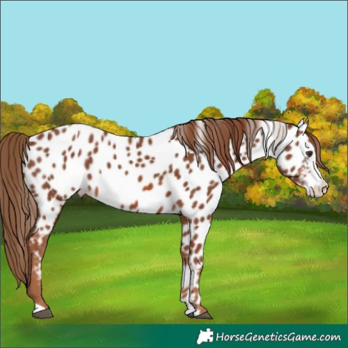 Horse Color:Chestnut Sabino Appaloosa 