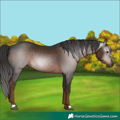 Horse Color:Gray Liver Chestnut 