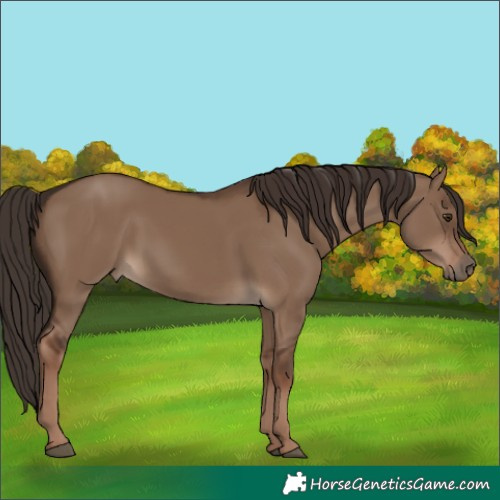 Horse Color:Unknown 