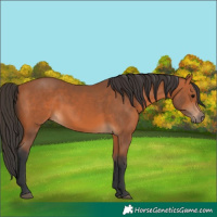 Horse Color:Bay 