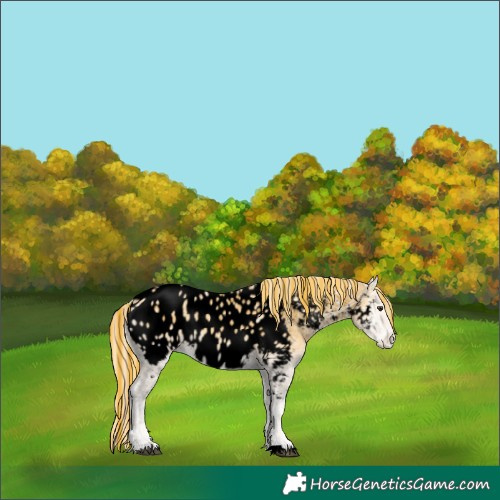 Horse Color:Void Painted Palomino Ice Onyx Appaloosa