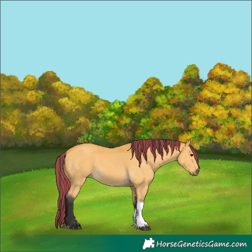 Horse Color:Painted Buckskin Tobiano 