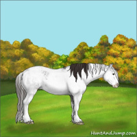 Horse Color:Liver Chestnut Sabino