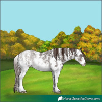 Horse Color:Liver Chestnut Sabino