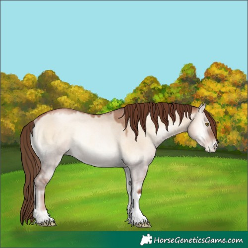 Horse Color:Liver Red Dun Roan Pearl Onyx Rabicano 