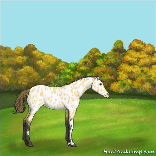 Horse Color:Buckskin Appaloosa 