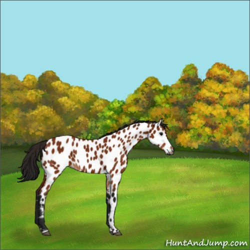 Horse Color:Gray Bay Appaloosa 