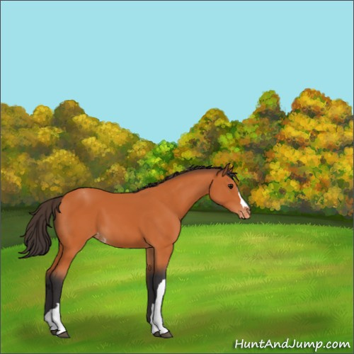 Horse Color:Bay Appaloosa