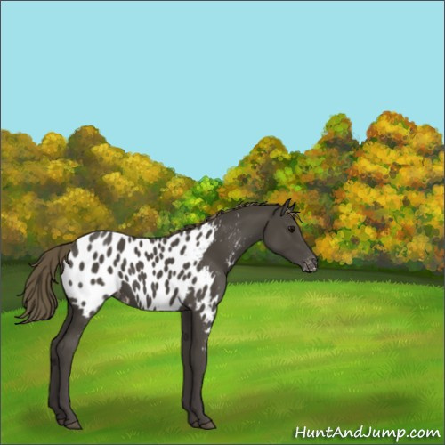 Horse Color:Smoky Black Appaloosa 