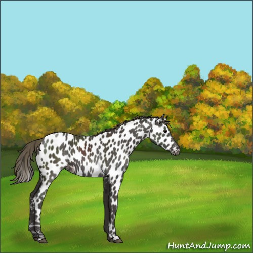 Horse Color:Smoky Black Appaloosa 