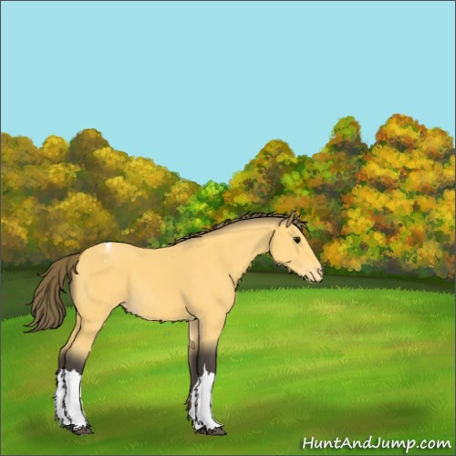 Horse Color:Buckskin Appaloosa