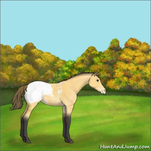 Horse Color:Buckskin Appaloosa 