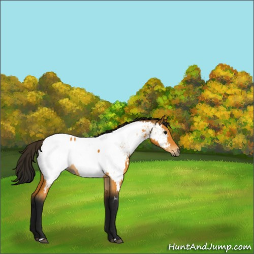 Horse Color:Gray Buckskin Appaloosa 