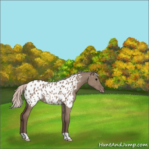 Horse Color:Silver Grullo Appaloosa Rabicano 