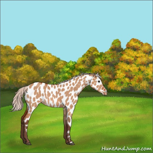 Horse Color:Silver Bay Dun Appaloosa