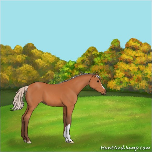 Horse Color:Silver Bay 