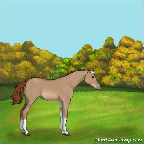 Horse Color:Red Dun Tobiano 