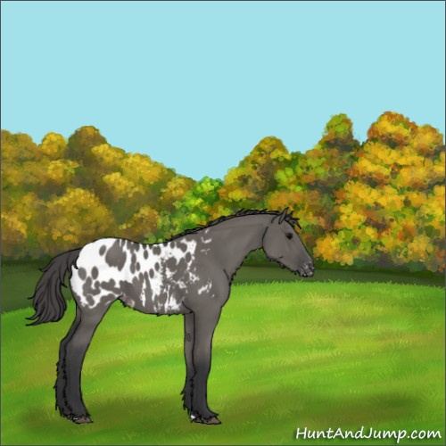 Horse Color:Grullo Appaloosa 