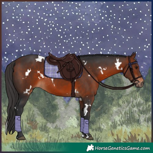 Horse Color:White Spotted Bay Rabicano 
