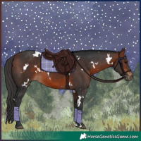 Horse Color:White Spotted Bay Rabicano 