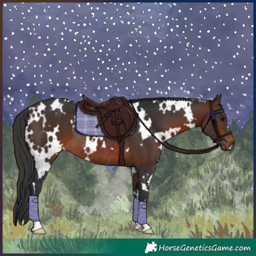 Horse Color:White Spotted Brown Rabicano 