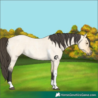 Horse Color:Buckskin Roan Dun Tobiano 