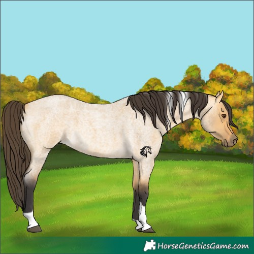 Horse Color:Buckskin Roan Dun Tobiano 
