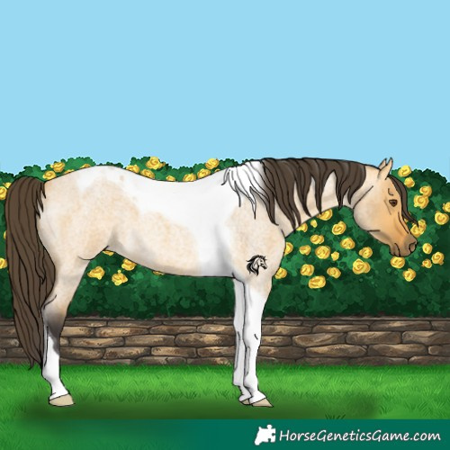 Horse Color:Buckskin Roan Dun Tobiano 