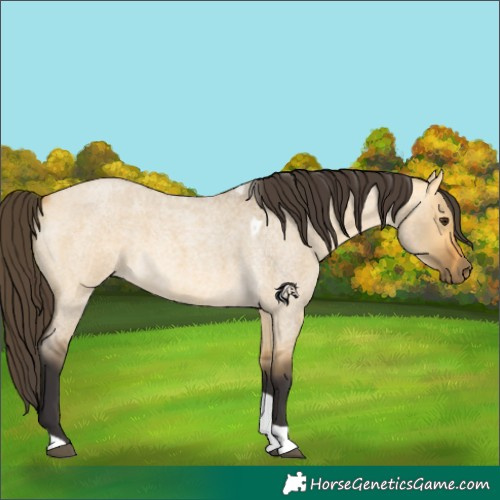 Horse Color:Buckskin Roan Dun Tobiano 