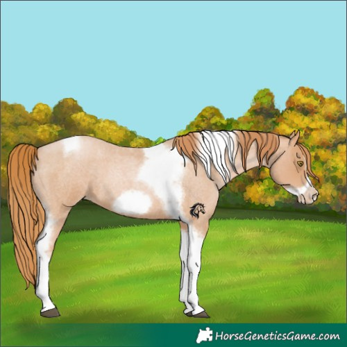 Horse Color:Red Roan Pearl Tobiano Frame 