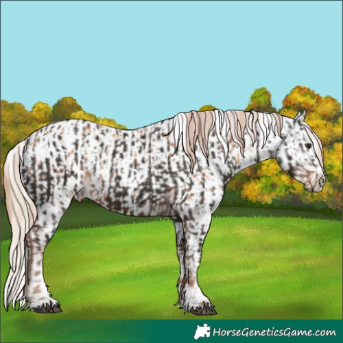 Horse Color:Liver Chestnut  and Gold Champagne Appaloosa 