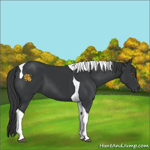 Horse Color:Black Tobiano 