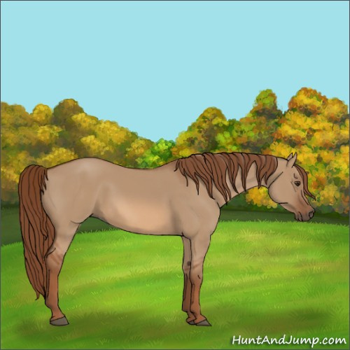 Horse Color:Red Dun 