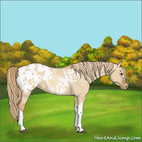 Horse Color:Red Dun Appaloosa 