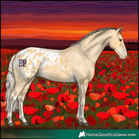 Horse Color:Palomino Appaloosa 