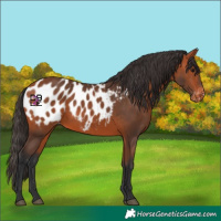 Horse Color:Bay Appaloosa