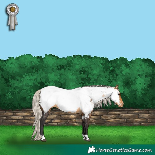 Horse Color:Silver Buckskin Appaloosa 