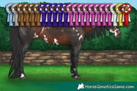 Horse Color:White Spotted Brown Appaloosa 