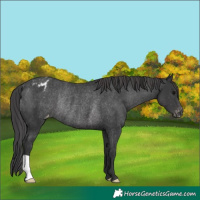 Horse Color:Black Appaloosa Rabicano 