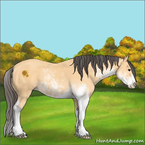 Horse Color:Buckskin Sabino 