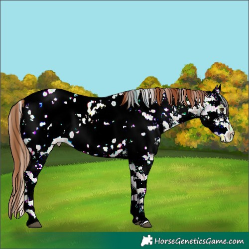 Horse Color:White Spotted Chestnut Ice Sabino Appaloosa Rabicano 