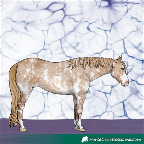 Horse Color:Red Dun Sabino Rabicano