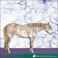 Horse Color:Red Dun Sabino Rabicano
