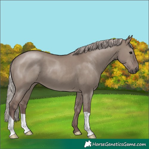 Horse Color:Chocolate Silver Grullo