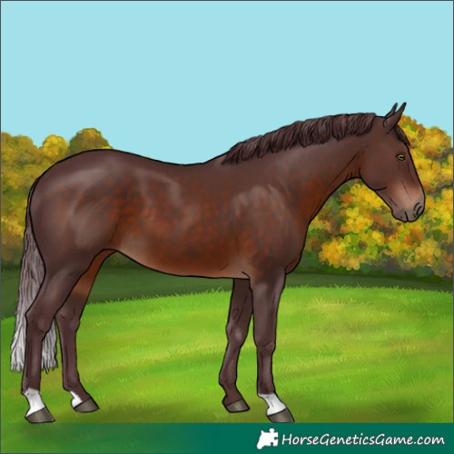Horse Color:Chocolate Brown 