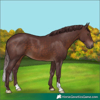 Horse Color:Chocolate Brown 