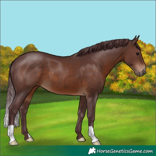 Horse Color:Chocolate Brown 